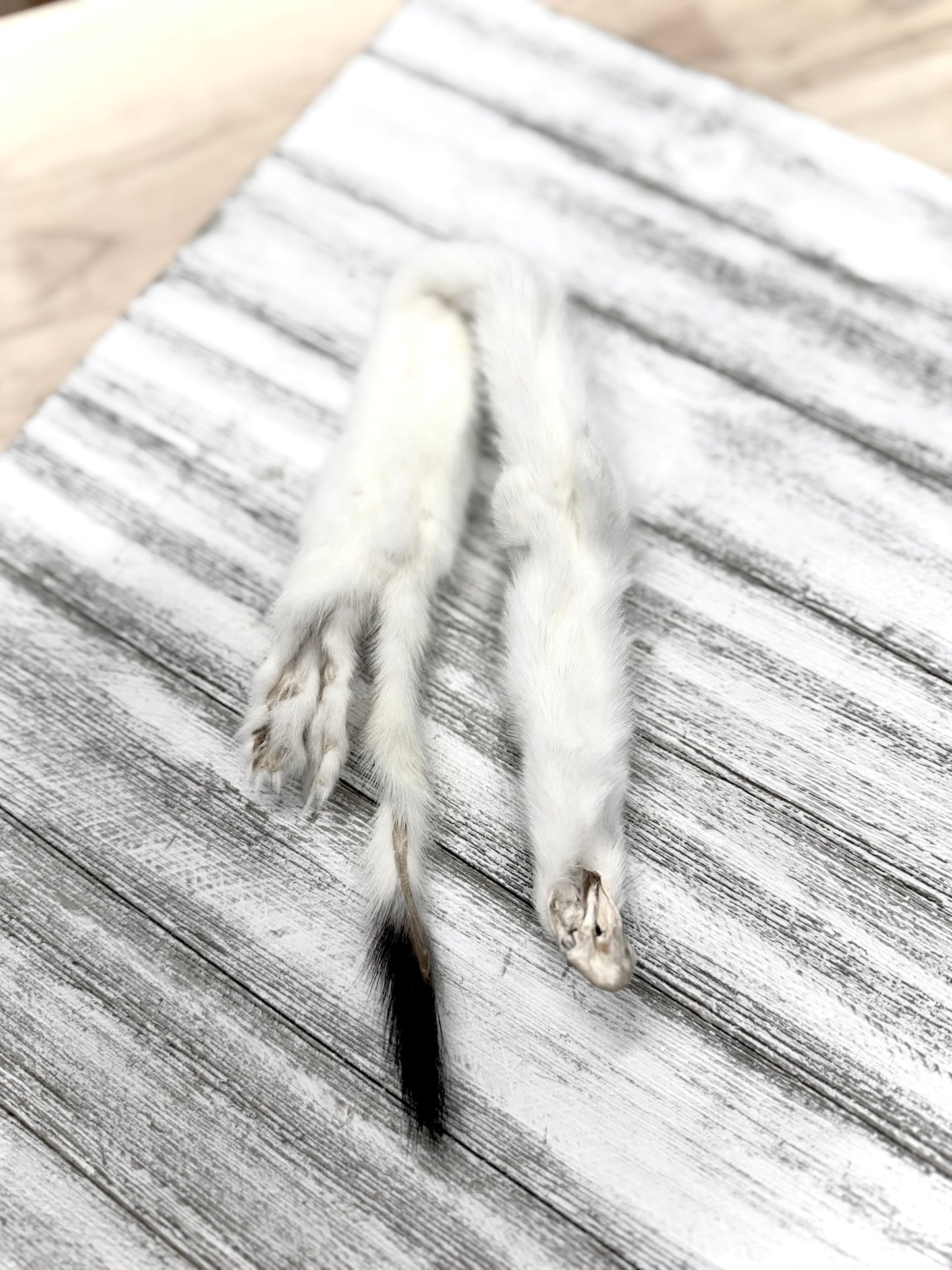 Ermine Fur Skin