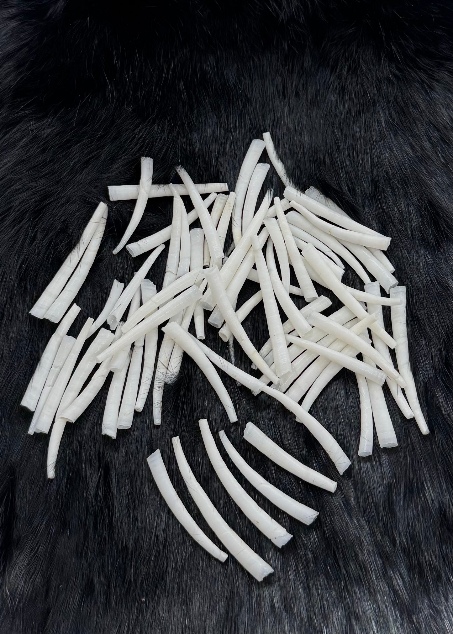 Smooth 50G Natural Dentalium Bags