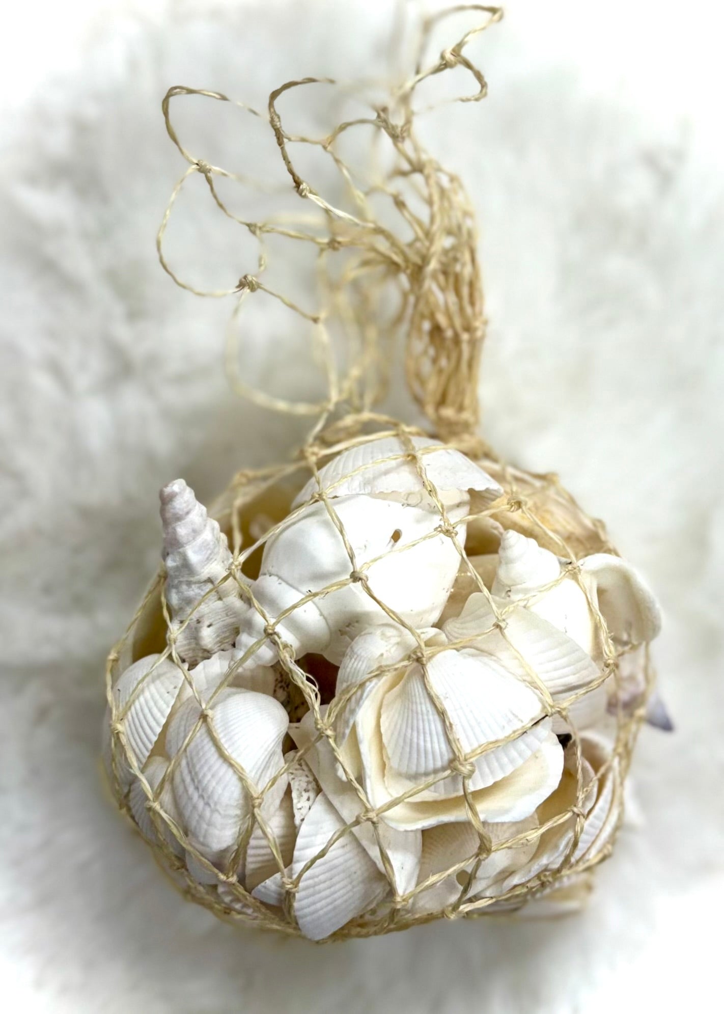 Seashell Bundles