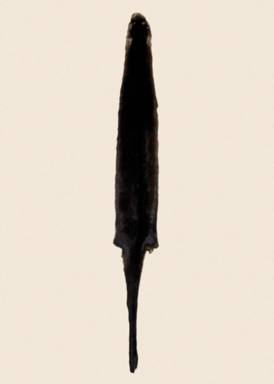Brown Otter Fur