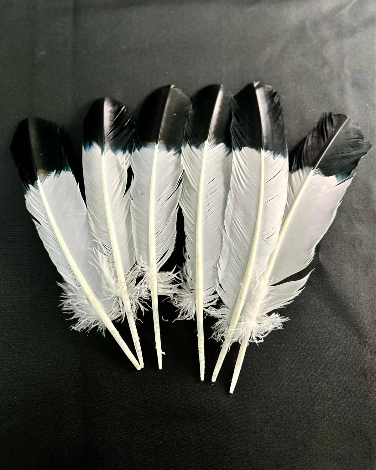 Imitation Feathers